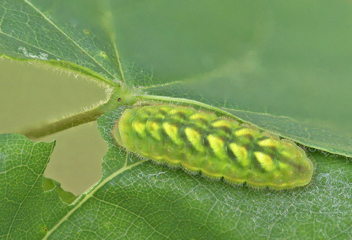 Henry's Elfin caterpillar
